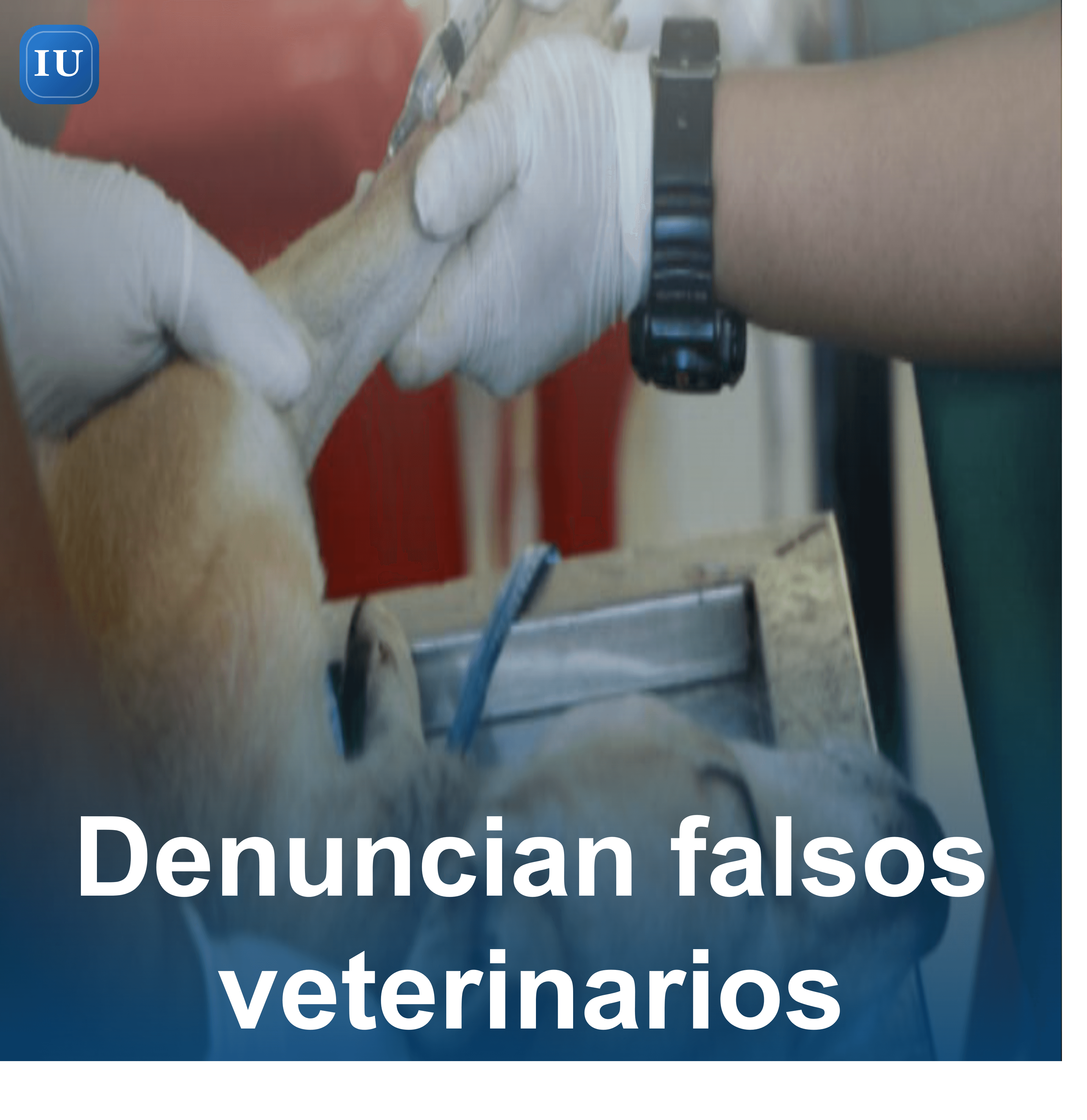 Alertan por falsos veterinarios que estarían causando la muerte de mascotas