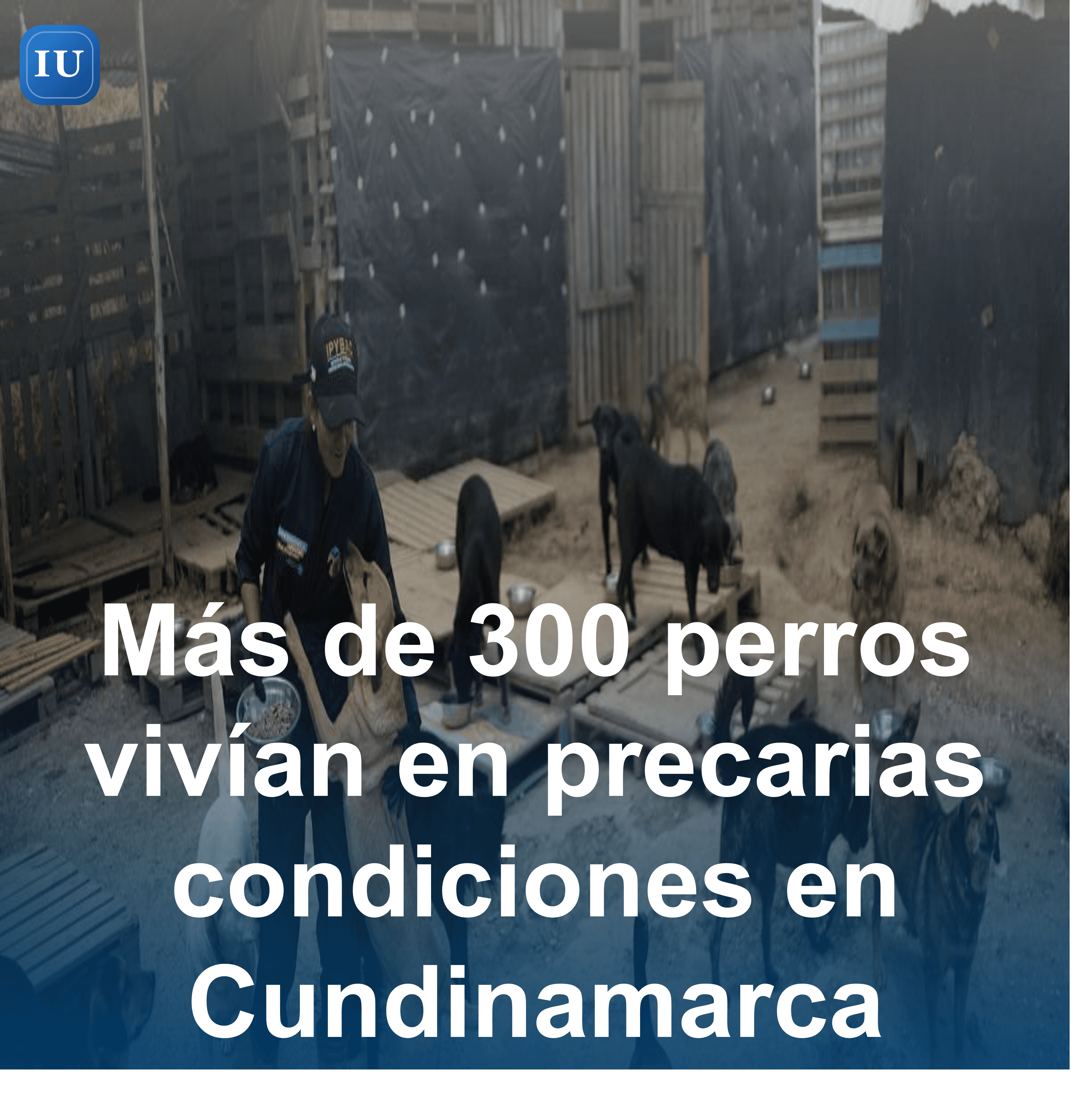 Más de 300 perros vivían en precarias condiciones en Cundinamarca